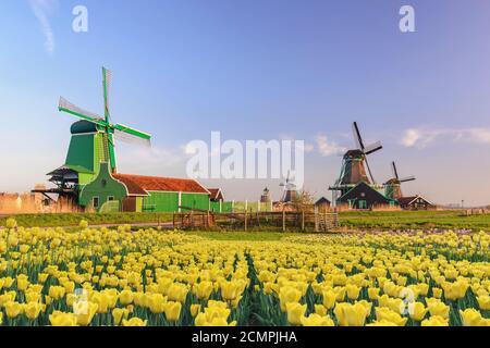 Amsterdam Niederlande, holländische Windmühle und traditionelles Haus in Zaanse Schans Village mit Tulpenfiel Stockfoto