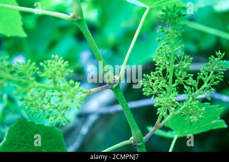 Kleine Trauben auf einem Hintergrund von grünen Blättern, unreife Trauben. Kleine Blütenknospen. Traubenblütenknospen, Babytrauben, kleine Beeren. Nahaufnahme von FL Stockfoto