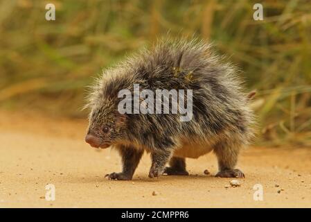 Orange-stachelige Hairy Zwergschwein (Coendu villosus) Erwachsene zu Fuß auf der Strecke Atlantic Rainforest, Brasilien Juni Stockfoto