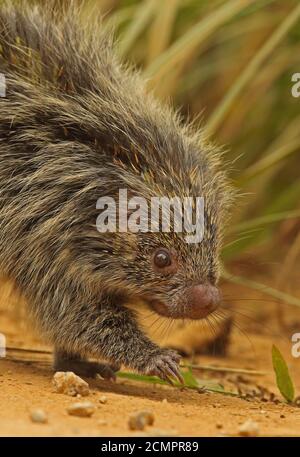 Orange-stachelige Hairy Zwerg-Stachelschweine (Coendu villosus) Nahaufnahme von Erwachsenen, die auf der Strecke Atlantic Rainforest, Brasilien, wandern Juni Stockfoto