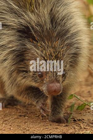 Orange-stachelige Hairy Zwerg-Stachelschweine (Coendu villosus) Nahaufnahme von Erwachsenen, die auf der Strecke Atlantic Rainforest, Brasilien, wandern Juni Stockfoto