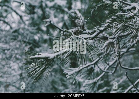 Winter Hintergrund horizontales Bild von Nadelbaum Kiefernnadeln mit Schnee und Frost ruht auf den Zweigen in der kalten Jahreszeit um weihnachten. Stockfoto