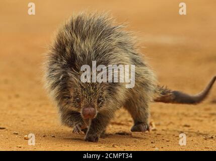 Orange-stachelige Hairy Zwergschwein (Coendu villosus) Erwachsene zu Fuß auf der Strecke Atlantic Rainforest, Brasilien Juni Stockfoto