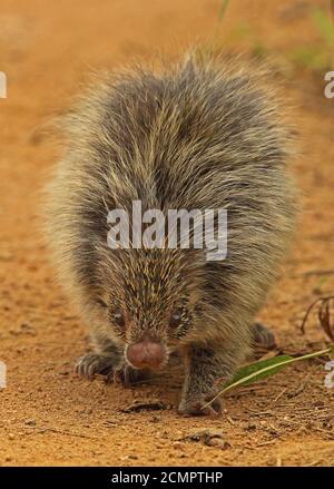 Orange-stachelige Hairy Zwergschwein (Coendu villosus) Erwachsene zu Fuß auf der Strecke Atlantic Rainforest, Brasilien Juni Stockfoto