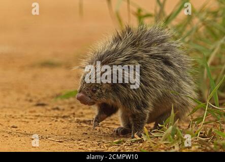 Orange-stachelige Hairy Zwergschwein (Coendu villosus) Erwachsene zu Fuß auf der Strecke Atlantic Rainforest, Brasilien Juni Stockfoto