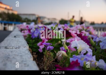 Bunte Petunien Nahaufnahme auf einem verschwommenen Stadthintergrund. Blumenbeet im selektiven Fokus. Sanftes Licht bei Sonnenuntergang. Gartenarbeit im Landschaftsbau. Geringe Fieltiefe Stockfoto