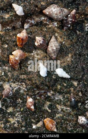 Meeresschnecken auf einem Felsen an der Küste von Majanicho. La Oliva. Fuerteventura: Kanarische Inseln. Spanien. Stockfoto