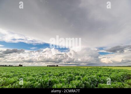 Weit entfernte Schauern und Sturmwolken über der Agrarlandschaft. In der oberen Hälfte des Bildes ist ein riesiger Amboss eines Gewitters zu sehen. Stockfoto