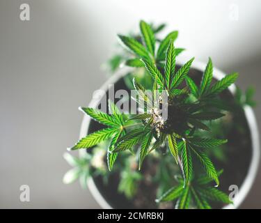 Cannabis Busch Draufsicht in Blumentopf auf grauem Hintergrund Stockfoto