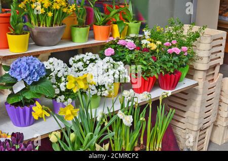 Frühlingsblumen - Narzisse und Tulpen in Töpfen sind an Verkauf in der Straße von April Solar City Stockfoto
