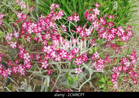 Ein junger Busch aus rosa Azaleen-Blüten wächst auf einem rustikalen Frühlingsrasen. Stockfoto