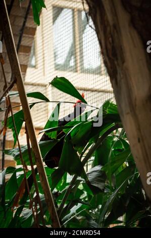 Ein rot gekröntes HolzRebhuhn oder ein Roul-Roul auf einem grünen thront Verzweigung Stockfoto