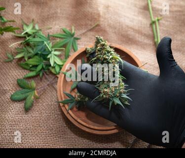 Reife Cannabisknospen in schwarzen Handschuhen über dem Tisch Stockfoto