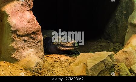 Rhinoceros iguana schläft in seiner Felsenhöhle Stockfoto