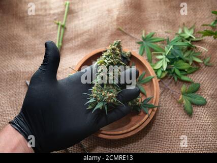 Reife Cannabisknospen in schwarzen Handschuhen über dem Tisch Stockfoto