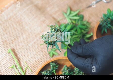 Die Knospen von reifem Cannabis werden mit den Fingern in die Hand gehalten Schwarze Handschuhe Stockfoto