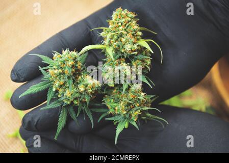 Reife Cannabisknospen in schwarzen Handschuhen über dem Tisch Stockfoto