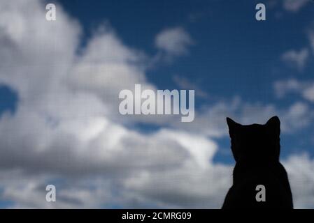 Porträt der Silhouette einer Katze, die durch die schaut Angezeigt Stockfoto