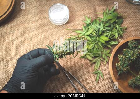 Die Knospen von reifem Cannabis werden mit den Fingern in die Hand gehalten Schwarze Handschuhe Stockfoto