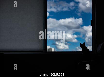 Porträt der Silhouette einer Katze, die durch die schaut Angezeigt Stockfoto