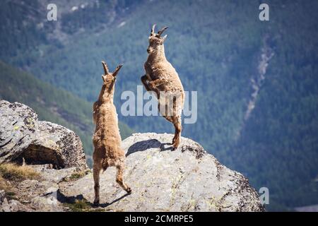 Wilde Steinböcke kämpfen auf dem Felsen. Italienische Alpen. Nationalpark Gran Paradiso, Italien Stockfoto