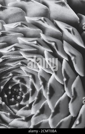 Abstract Makro Nahaufnahme Porträt von Sukkulenten Pflanze, Studio-Beleuchtung, selektive Fokus Stockfoto