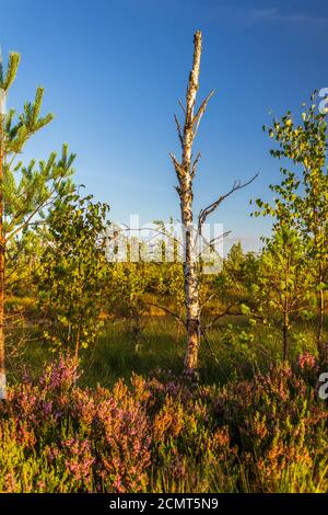 Trockener Birkenstamm, umgeben von der Flora des Vasenieki Sumpfes in Lettland. Stockfoto