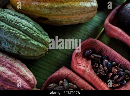 BARACOA, KUBA - CA. JANUAR 2020: Detail von Coca-Bohnen in Baracoa. Kakaofarmen sind verbreitet und in der Region weithin bekannt. Kakao und Schokolade sind an Stockfoto