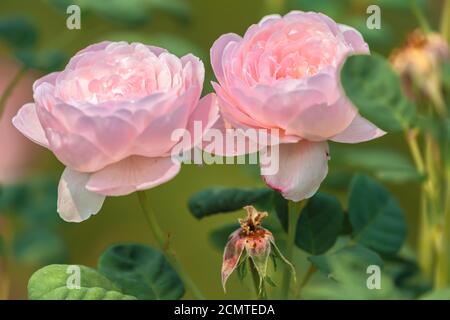 Zwei rosa Königin von Schweden Rosen. Stockfoto