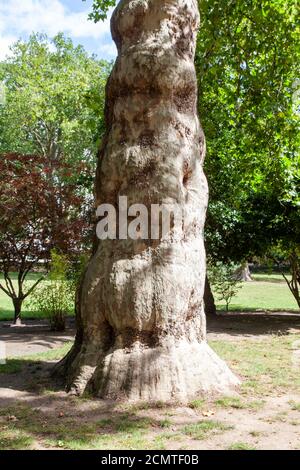 Stamm einer Londoner Platane, Lincoln's Inn Fields, London, Großbritannien Stockfoto