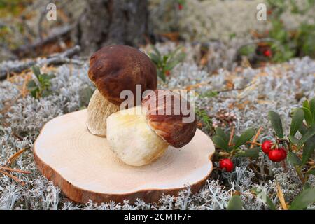 Schönes Stillleben von Steinpilzen auf dem Hintergrund einer Waldlandschaft. Stockfoto