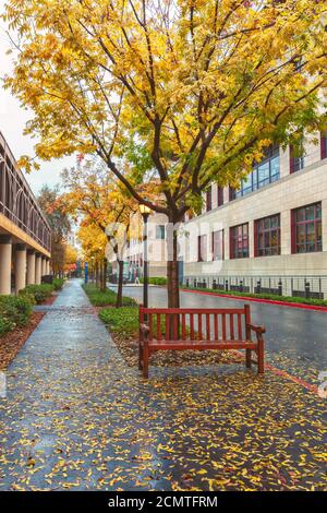 Stanford University Campus an herbstlichen Regentagen, Palo Alto, Kalifornien, USA. Stockfoto