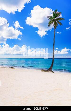 Wunderschöne karibische Landschaft mit Palmen am Strand Stockfoto