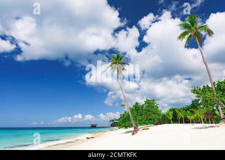 Wunderschöne karibische Landschaft mit Palmen am Strand Stockfoto