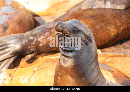 Seelöwen am Pier 39, San Francisco, Kalifornien, USA. Stockfoto