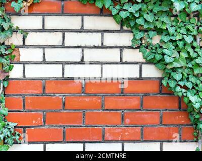 Ziegelmauer, bewachsen mit Efeu im Hintergrund Stockfoto