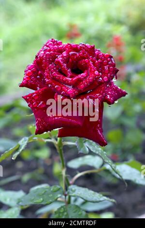 Blühende rote Rose Knospe mit Regentropfen im Hintergrund Stockfoto