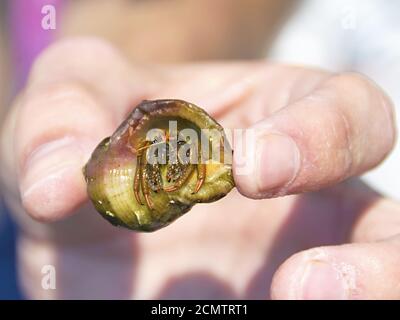 Cancer Einsiedler in des Mannes Hand Nahaufnahme Stockfoto