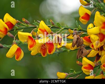 Gelbe und rote Blüten der ornamentalen Varietät der Scotch- oder Gemeine Besenpflanze Cytisus scoparius in einem Garten Cumbria, England, UK Stockfoto