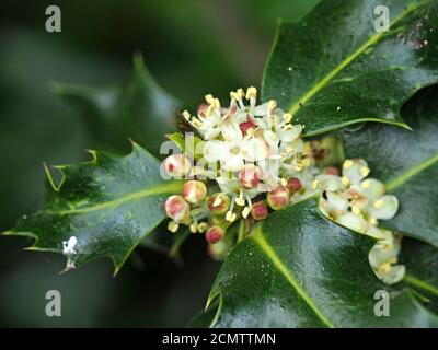 Kleine weiße Blüten, die aus runden rosafarbenen Blüten des Holly-Baumes (Ilex aquifolium) in den Axeln stacheliger, dunkelgrüner Blätter in Cumbria, England, UK, hervorgehen Stockfoto