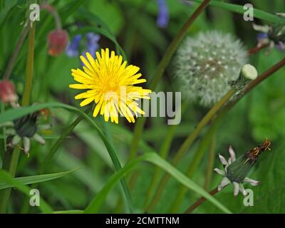 Vier Lebensstufen der Löwenzahn-Blüte (Taraxacum officinale) einschließlich offener Kompositblüte, geschlossener Knospe & Sämchenkopf 'Clock' -Cumbria, England, UK Stockfoto