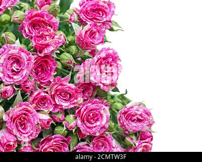 Strauß rosa Rosen isoliert auf weißem Hintergrund Stockfoto