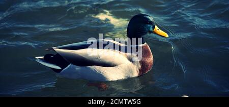 Nahaufnahme von Stockenten, die im Wasser mit der frühen Morgensonne schaukelen. Stockfoto