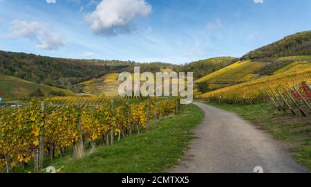 Der goldene Herbst auf dem Rotweinpfad im Ahr-Tal Stockfoto