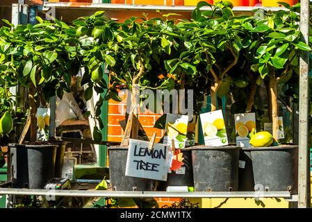 London, Vereinigtes Königreich - 13. September 2020: Columbia Road Flower Sunday Market. Lemon Trees Stockfoto