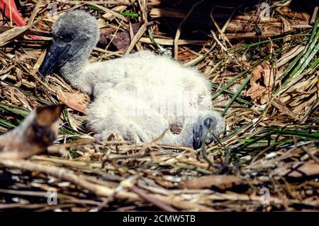 Zwei kleine Schwarzhalsstorchvögel im Nest, mitten am Tag. Stockfoto