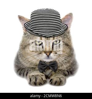 Katze in einen Hut und Krawatte Schmetterling isoliert auf weißem Hintergrund Stockfoto