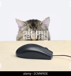 Katze jagt eine Computer-Maus auf dem Tisch liegen Stockfoto