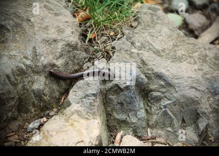 Nahaufnahme eines Tausendfüßler, der auf einem Pfad über Felsen kriecht Stockfoto