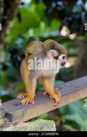 Eichhörnchen Affen im Park Stockfoto
